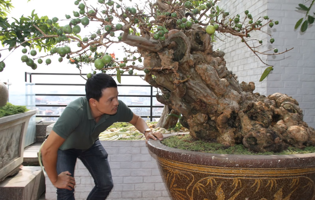 Cây[-]ổi[-]trăm[-]tuổi[-]và[-]cuộc[-]ngã[-]giá[-]tiền[-]tỷ[-]của[-]vị[-]đại[-]gia[-]Hà[-]Nội